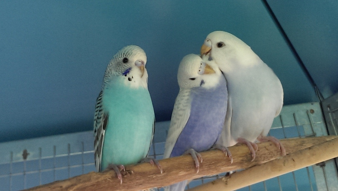 3 fratellini